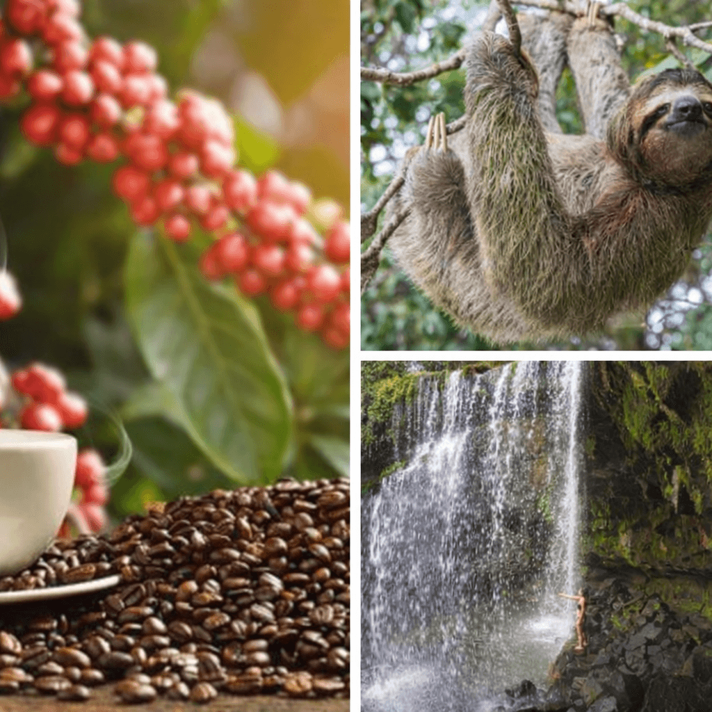 Coffee Plantation & Indigenous Culture