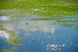 Palo Verde Boat Safari & Indigenous Village - Image 2