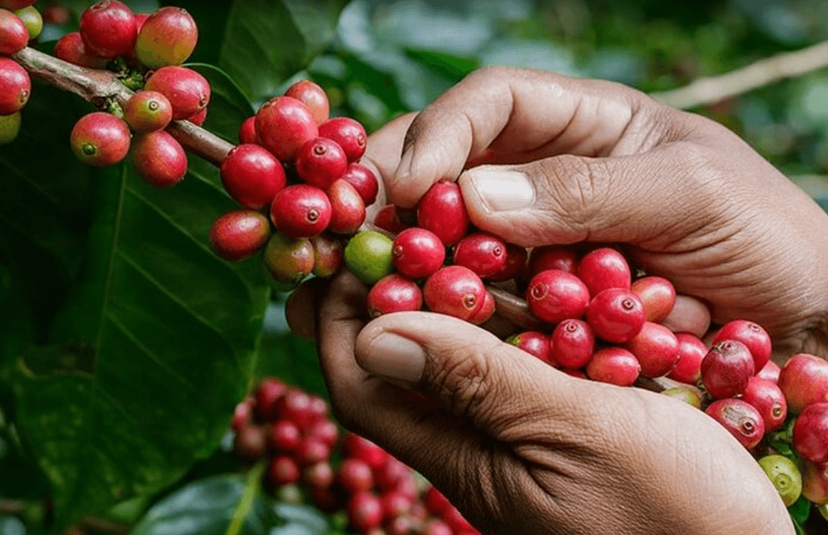 Coffee Lovers Immersion